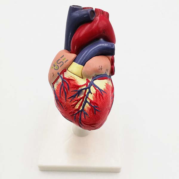Plastic Human Heart Model