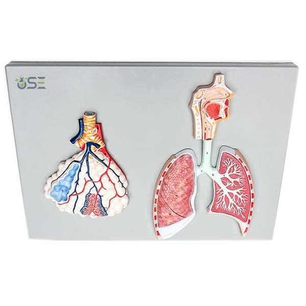 Human Respiratory System Model