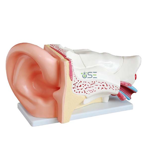 Ear Anatomy Model