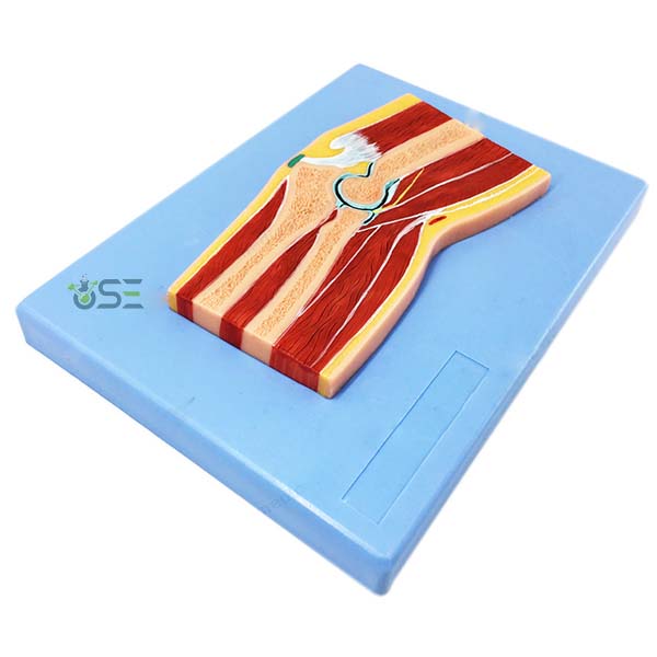 Human Elbow Section Model