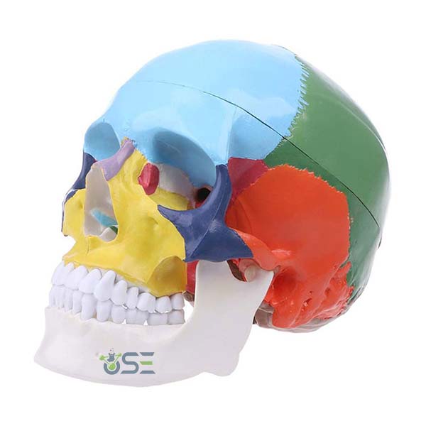 Colored Skull Model