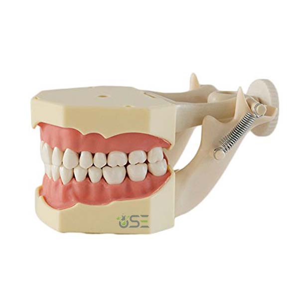 Standard Teeth Model