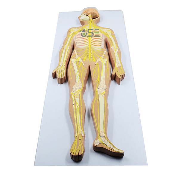 Nervous system model