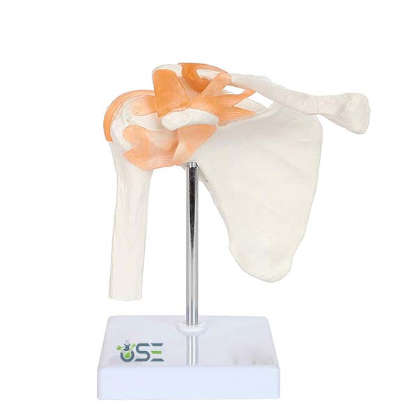 Shoulder Joint Model