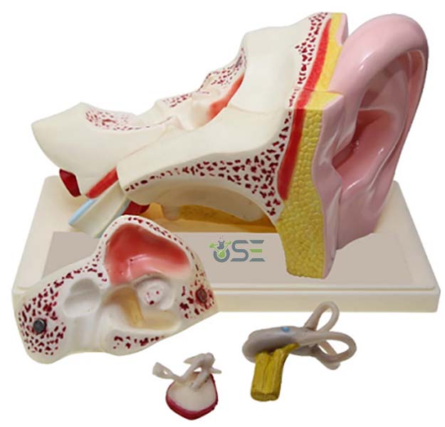 Human Ear Model