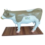 Anatomical Cow Model