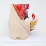 Female Pelvis model