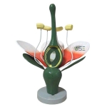 Dicot Flower Model