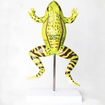 Anatomical Frog Model