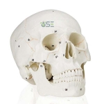 Numbered Human Skull Model