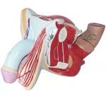 Male Genital Organ Model