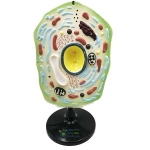 Plant Cell Model