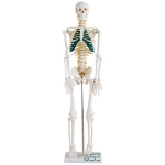 85cm Skeleton Model