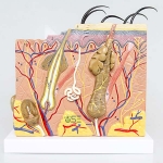 Human Skin model