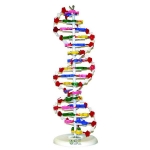Dna Model