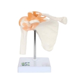 Shoulder Joint Model