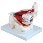 Anatomical Human Eye Model