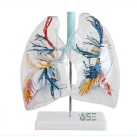 Transparent Lung model