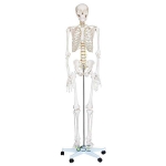 180cm Human Skeleton Model